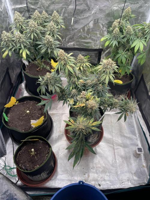 Sugar black rose 🥀. Week 15