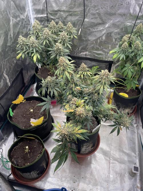 Sugar black rose 🥀. Week 15