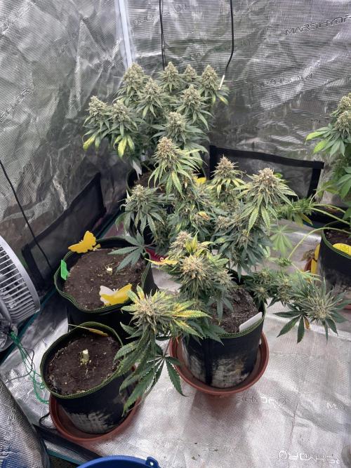 Sugar black rose 🥀. Week 15