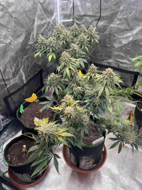 Sugar black rose 🥀. Week 15