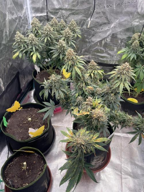 Sugar black rose 🥀. Week 15