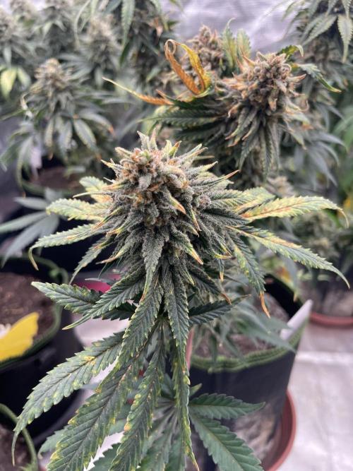 Sugar black rose 🥀. Week 15