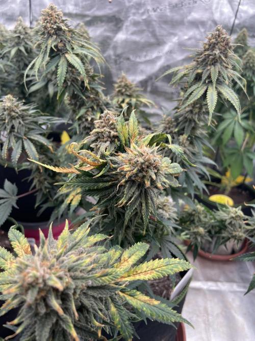 Sugar black rose 🥀. Week 15