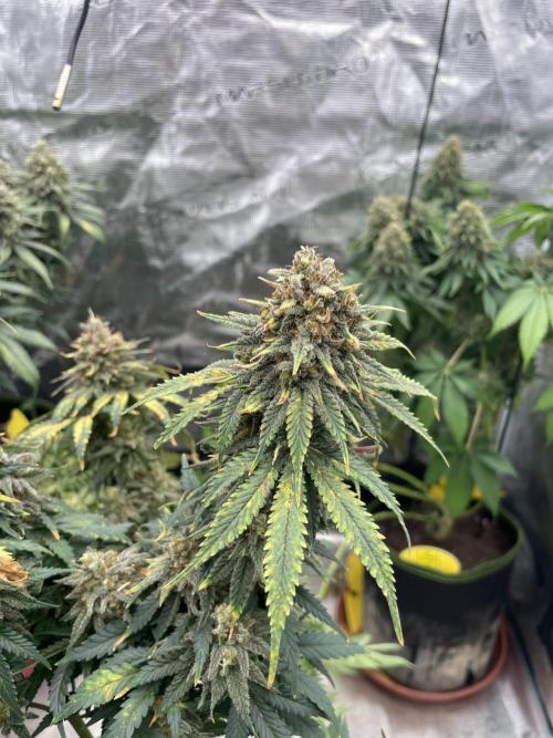 Sugar black rose 🥀. Week 15