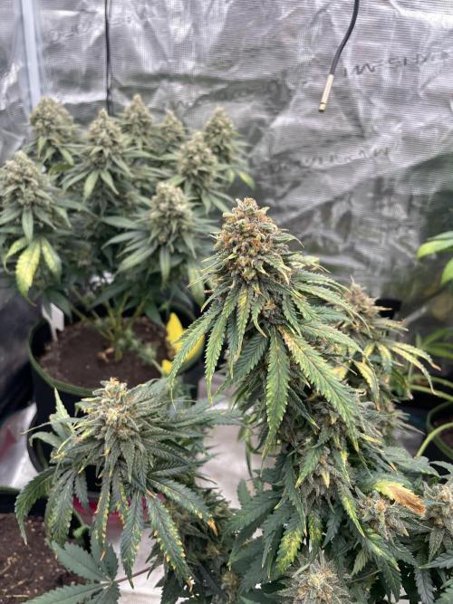 Sugar black rose 🥀. Week 15