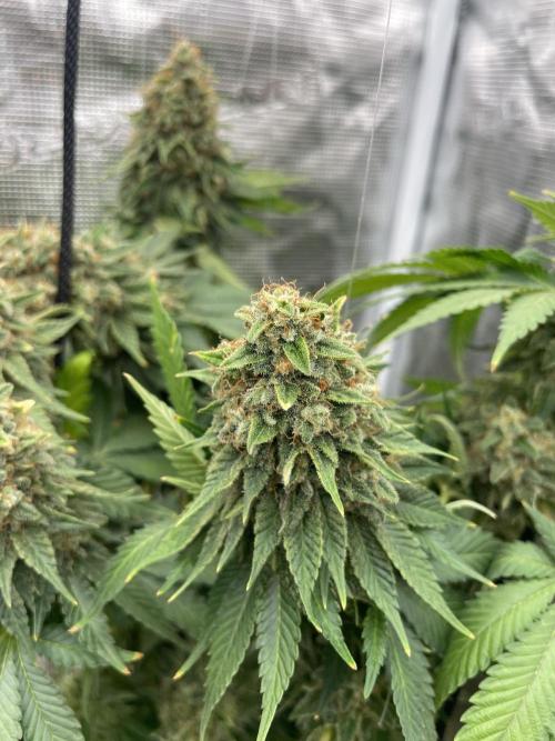Orange ooze. Week 15