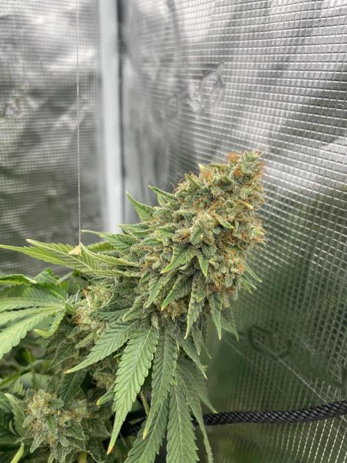 Orange ooze. Week 15