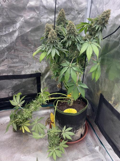 Orange ooze. Week 15
