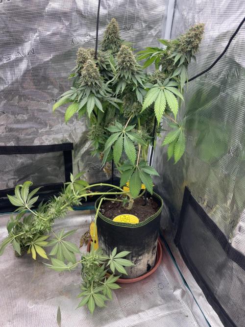 Orange ooze. Week 15
