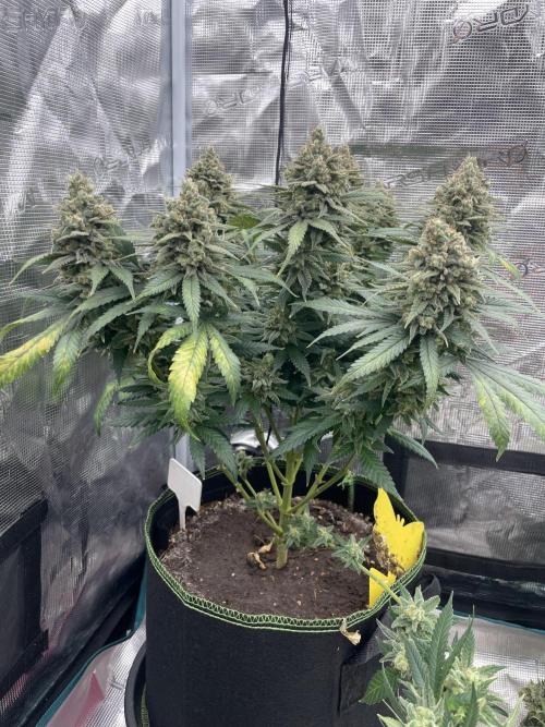 Bubble 🫧 OG gum. Week 16