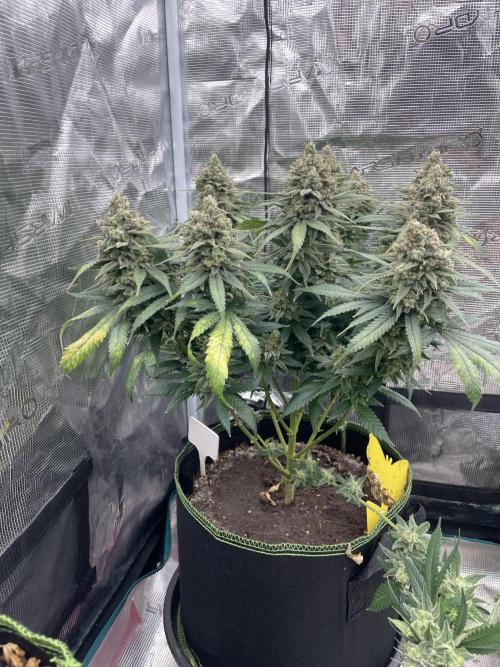 Bubble 🫧 OG gum. Week 16