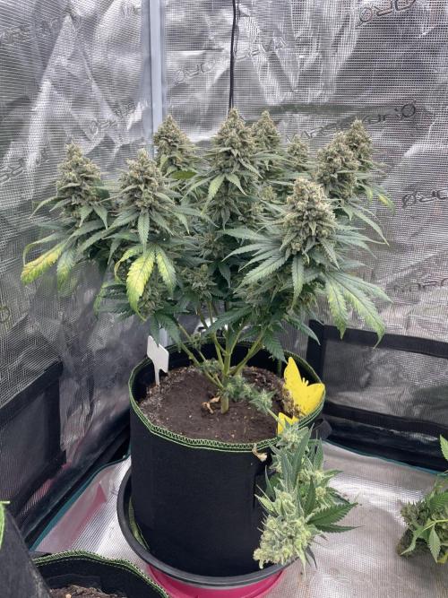 Bubble 🫧 OG gum. Week 16