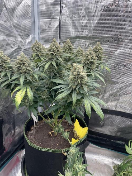Bubble 🫧 OG gum. Week 16