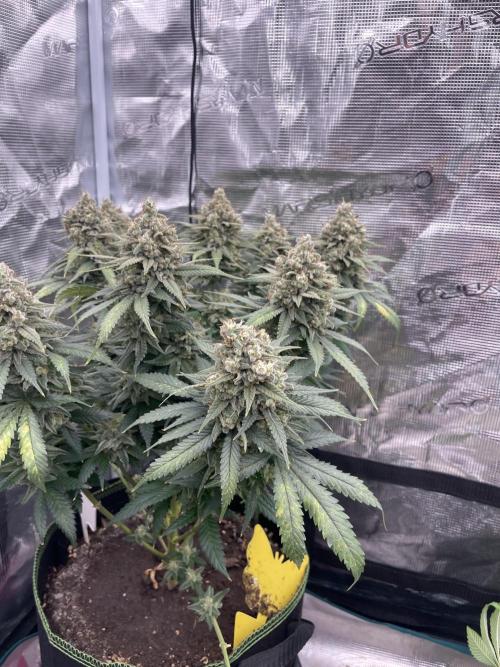 Bubble 🫧 OG gum. Week 16