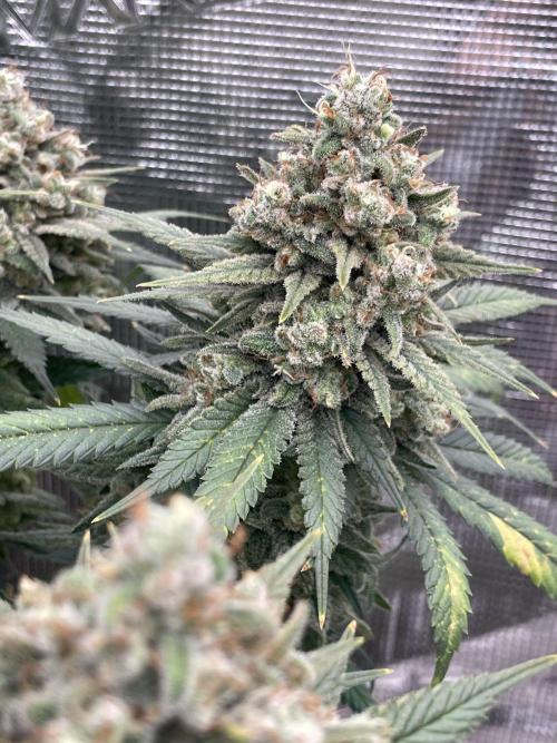 Bubble 🫧 OG gum. Week 16