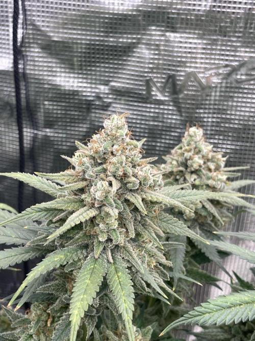 Bubble 🫧 OG gum. Week 16