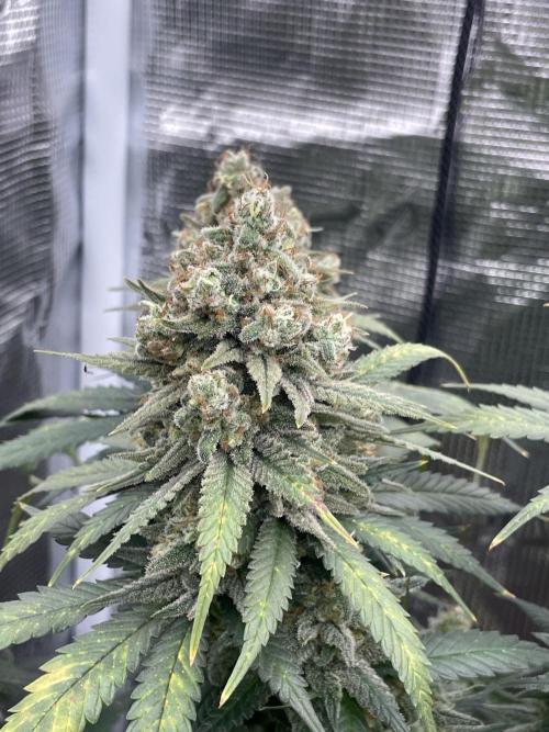 Bubble 🫧 OG gum. Week 16