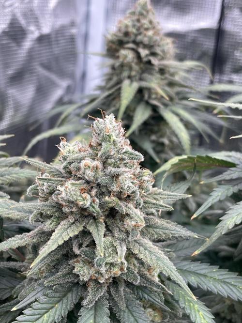 Bubble 🫧 OG gum. Week 16