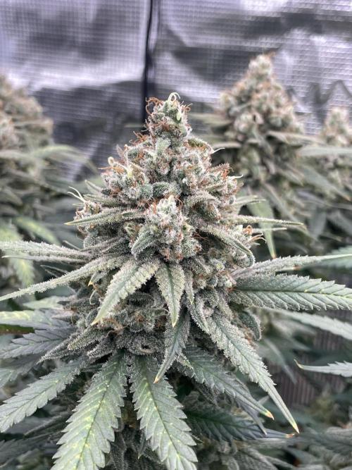 Bubble 🫧 OG gum. Week 16