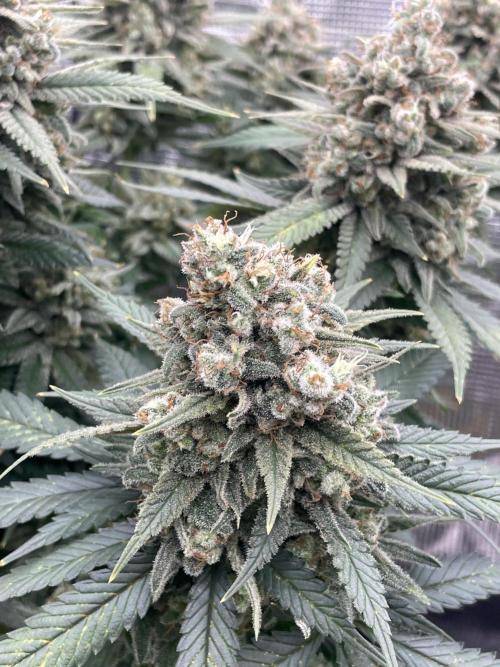 Bubble 🫧 OG gum. Week 16