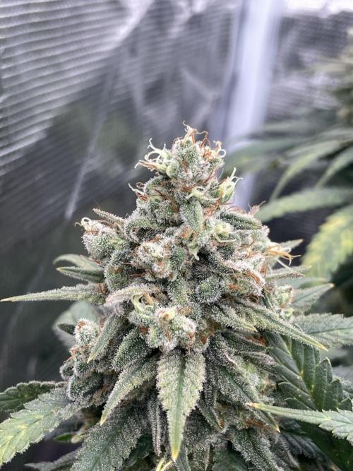 Bubble OG Gum. Week 16