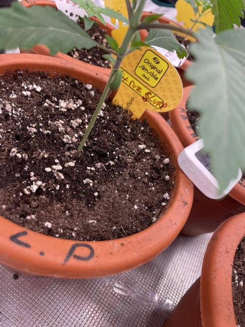 C.C.G / O.S.S Grow Event Citrus Slurp. Week 3