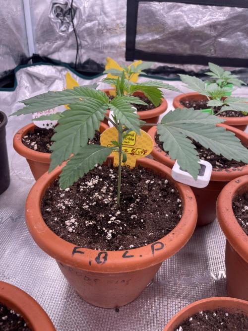C.C.G / O.S.S Grow Event Citrus Slurp. Week 3