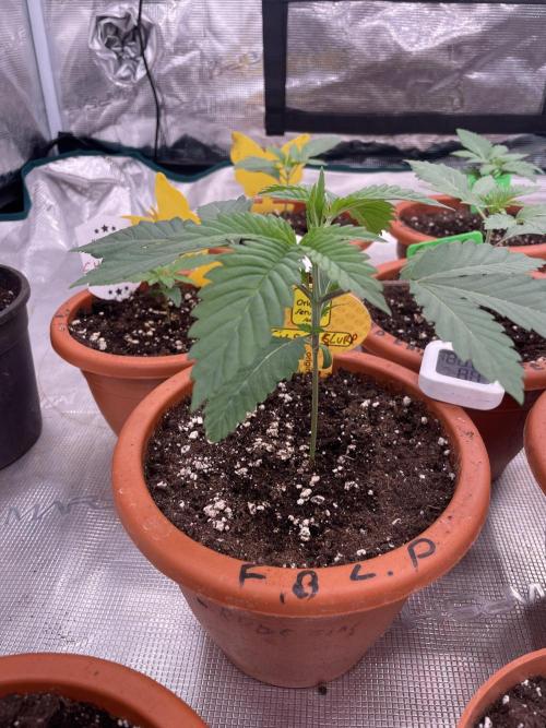 C.C.G / O.S.S Grow Event Citrus Slurp. Week 3