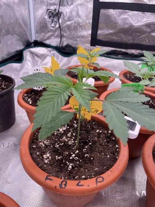 C.C.G / O.S.S Grow Event Citrus Slurp. Week 3