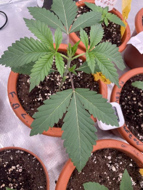 C.C.G / O.S.S Grow Event Citrus Slurp. Week 3
