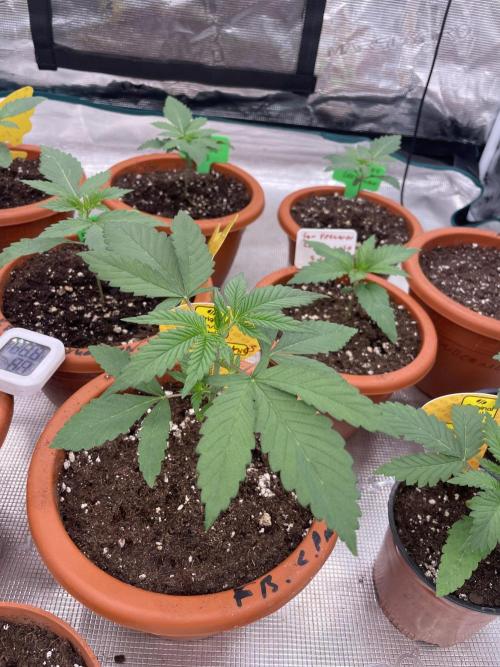 C.C.G / O.S.S Grow Event Poison cookies. Week 3