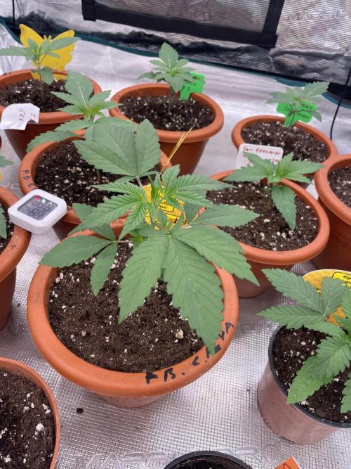 C.C.G / O.S.S Grow Event Poison cookies. Week 3