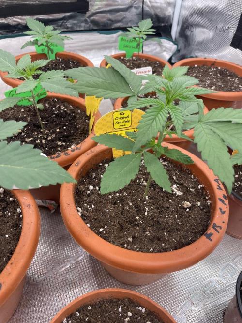 C.C.G / O.S.S Grow Event Poison cookies. Week 3