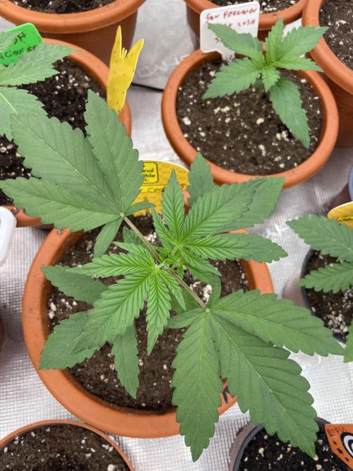 Poison Cookies. Week 3