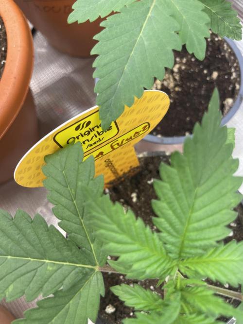 C.C.G / O.S.S Grow Event Banana Fumes. Week 3