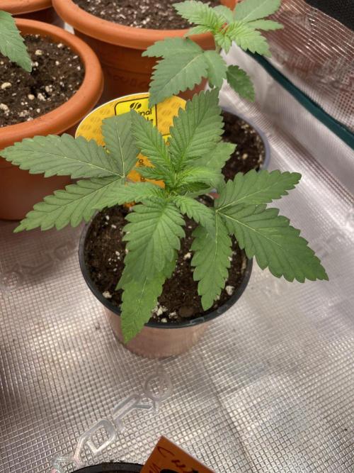 C.C.G / O.S.S Grow Event Banana Fumes. Week 3