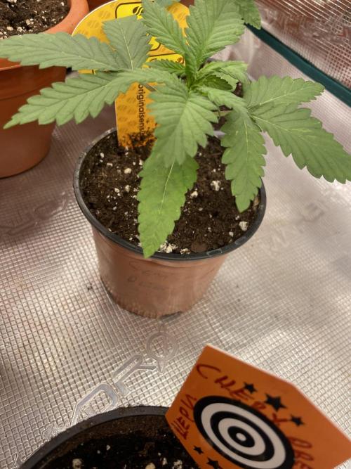 C.C.G / O.S.S Grow Event Banana Fumes. Week 3