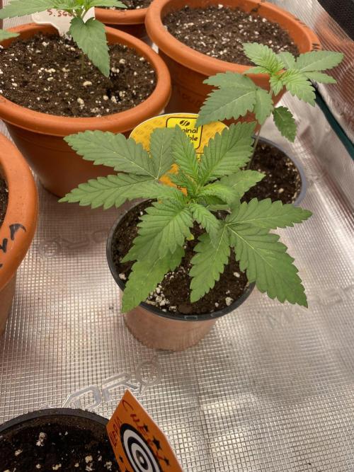 C.C.G / O.S.S Grow Event Banana Fumes. Week 3