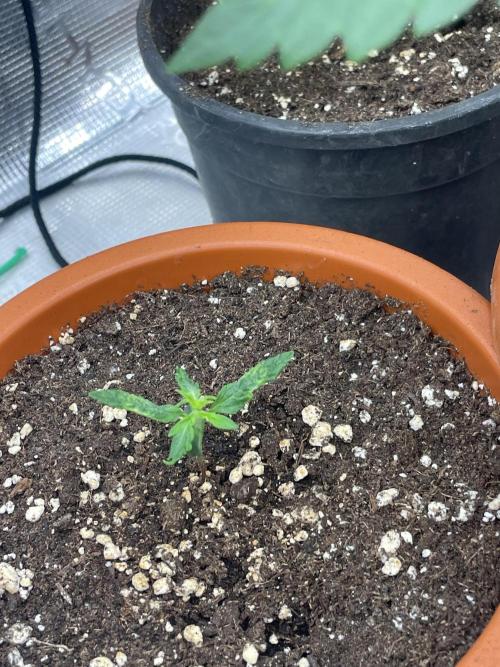 Northern lights. Week 2