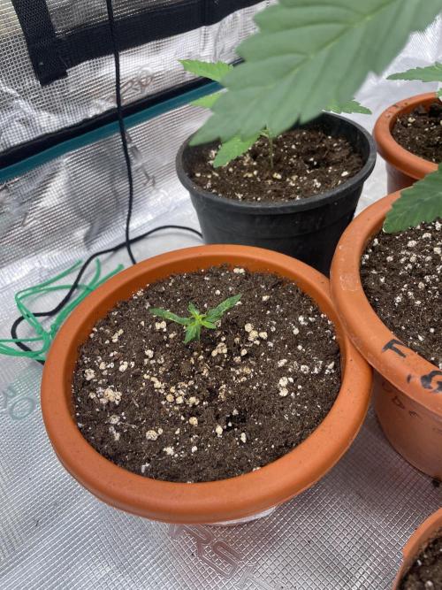 Northern lights. Week 2