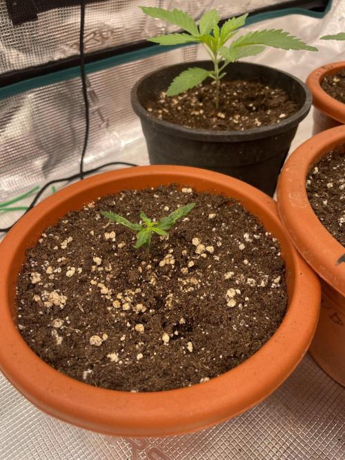 Northern lights. Week 2