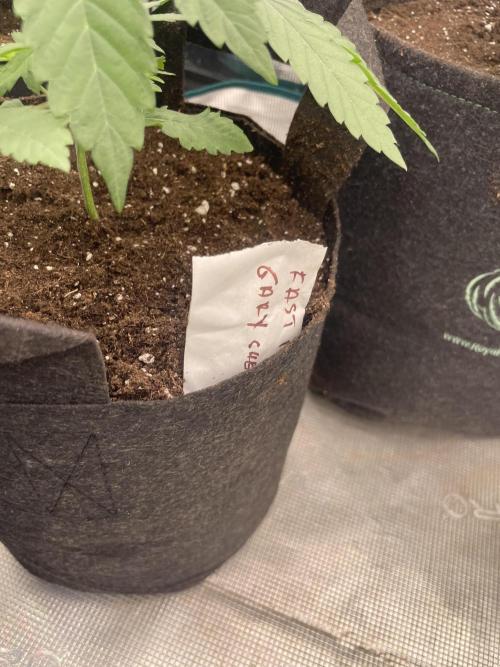 Gary Sherbet. Week 3
