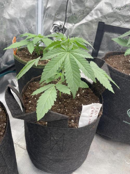 Gary Sherbet. Week 3