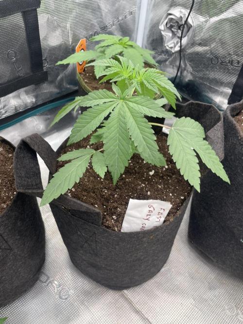 Gary Sherbet. Week 3