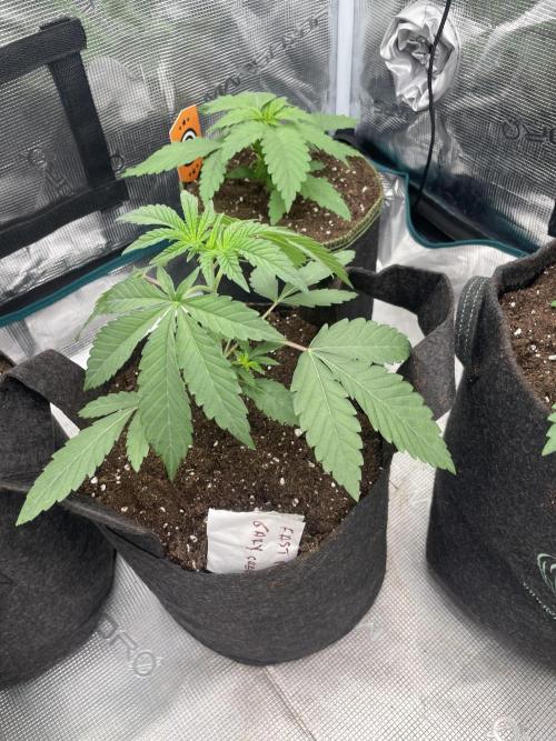 Gary Sherbet. Week 3