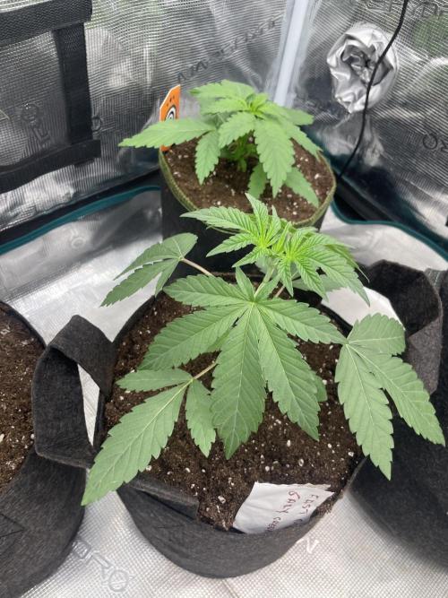 Gary Sherbet. Week 3