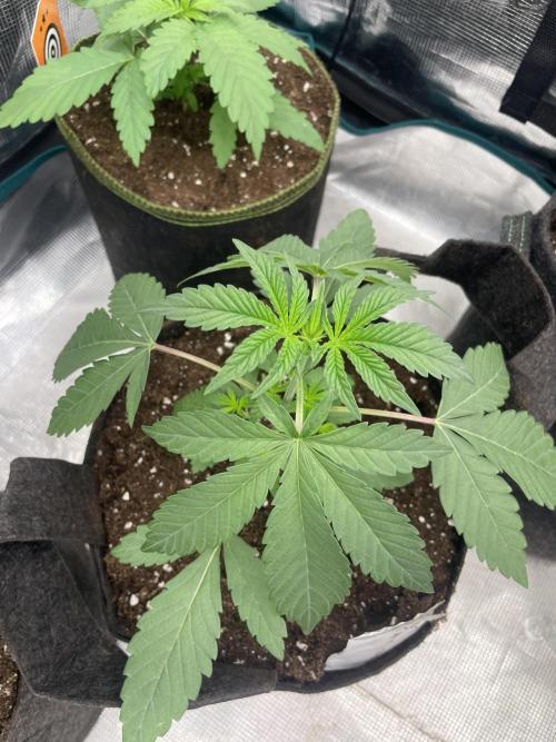 Gary Sherbet. Week 3