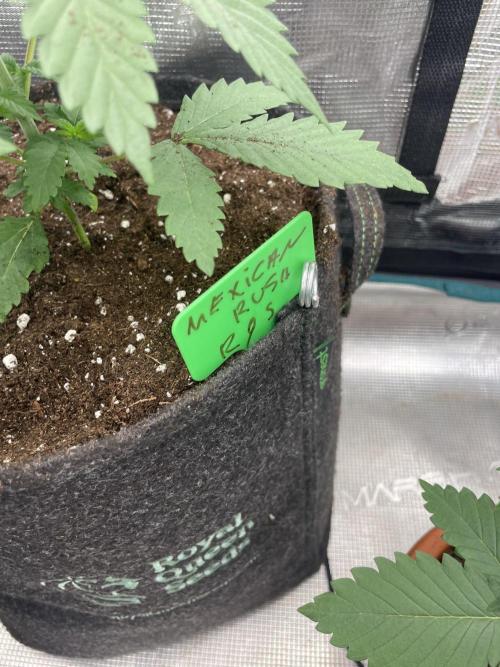 Mexican rush. Week 3