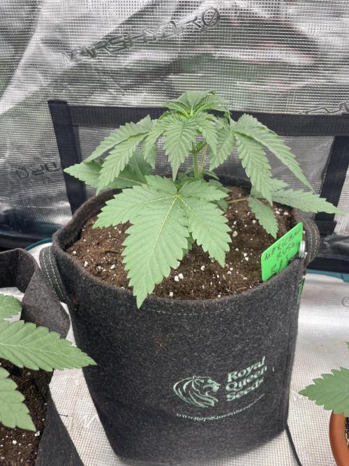 Mexican rush. Week 3