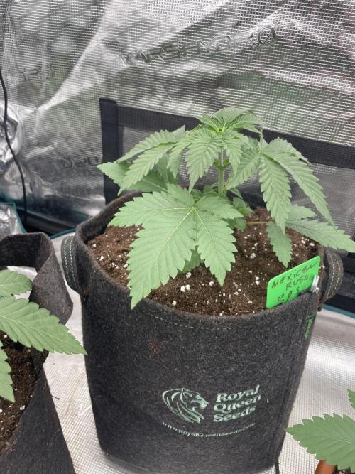Mexican rush. Week 3